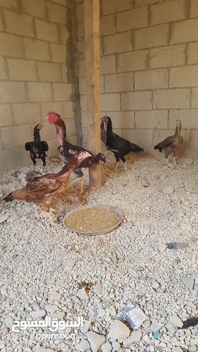 دجاج بكستاني