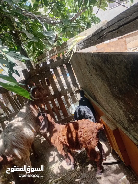 عنز ماشاء الله تبارك الرحمن مع سخلات عدد2