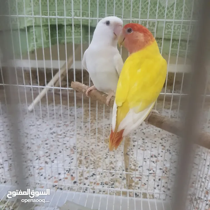 love bird pair