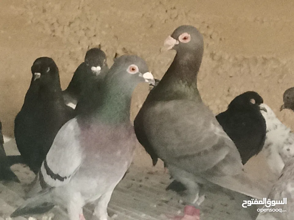 انواع حمام مشكلة للبيع