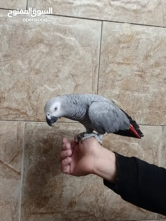 طير كاسكو خارق