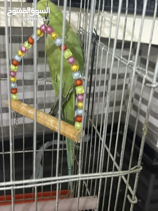 ببغاء دره هندي