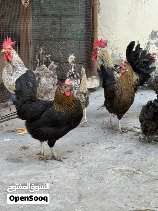 دجاج وديوك للبيع