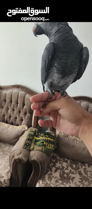 ببغاء تيمنا حبه سوبر جامبو بطلع على الايد بجيك طيران ما بعض نهائيا حكواتي نمبر ون بحكي من القفص وبرا