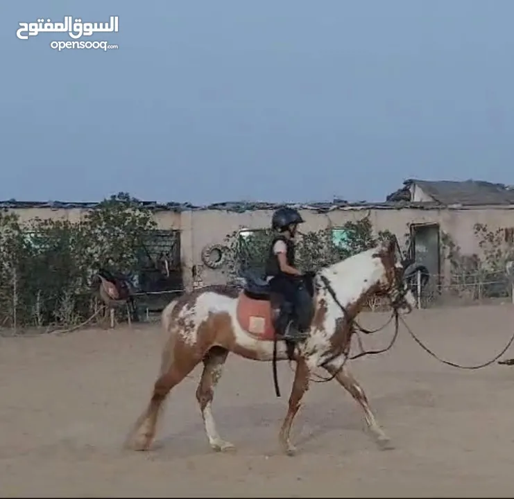 حصان فلسطينى(Stallion) للاقتناء و الركوب