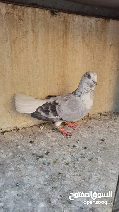 5طايرات في جبل التاج