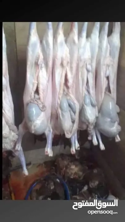 لحام متنقل ذبح أضاحي خاروف عجل بلدي جمل غنم بلدي روماني برزيلي كولمبي اسباني خروف بلدي جزار متنقل