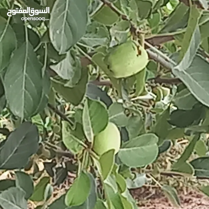 مزرعة وفلة للبيع بموقع ممتاز