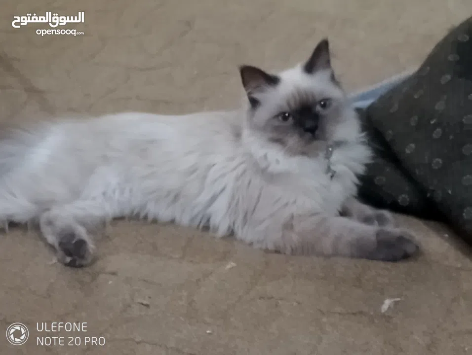 قطة هملايا انثى لتزاوج عمرها سنة