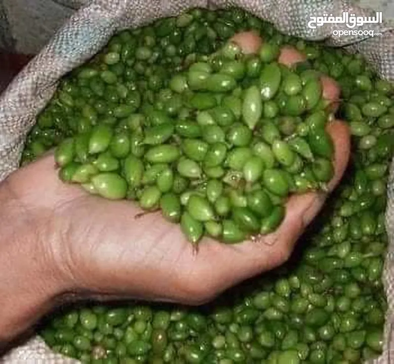 اشتال نبات الهيل من النوادر في الأردن الكميه محدوده