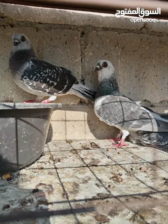 جواز الكوم عل 13 اجوز القطع كل اشي بسعرو