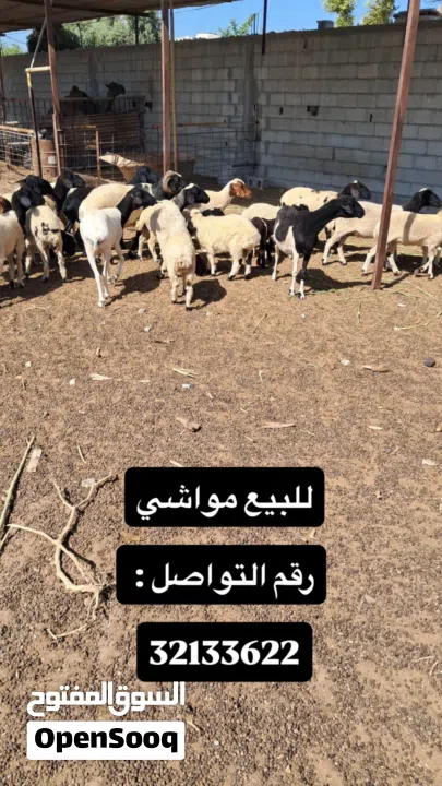 للبيع مجموعة حيوانات ومواشي