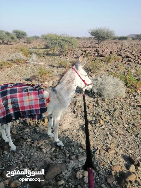 حمار مشاي للبيع في لوى