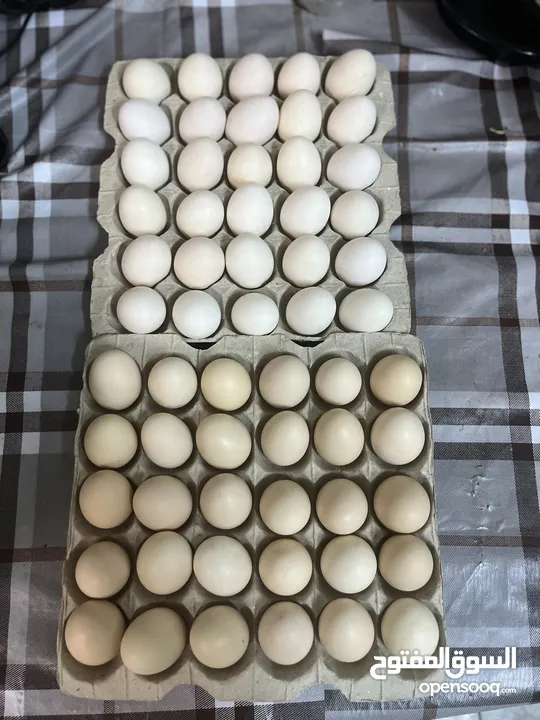 بيض محلي مخصب