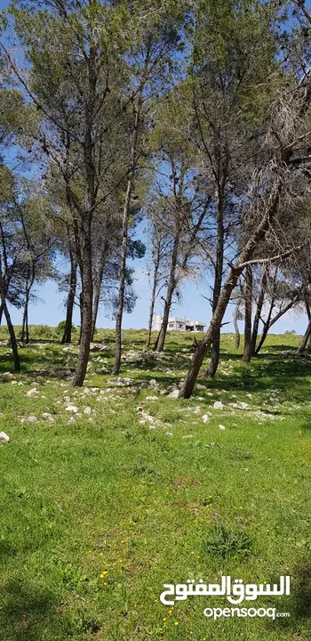 فيلا فاخرة على أرض 2000م تصنيف أ A, طابو – زاوية شارعين + مجلس ضيوف مستقل في طوباس