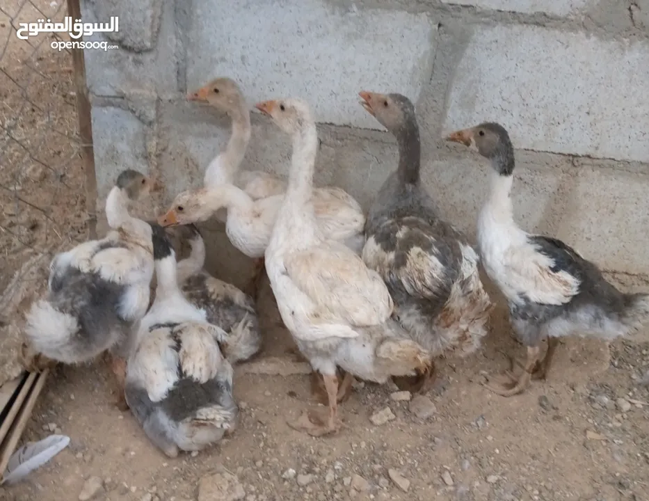 وز سوبر جامبو وجاج كوشن ومصوف