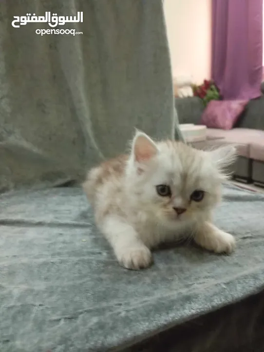 قطط صغيرة شيرازي بيور