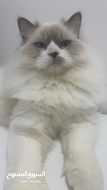 Himalayan cat pure