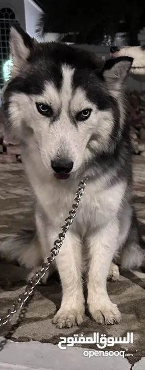 Husky Pure 6 months old Friendly
