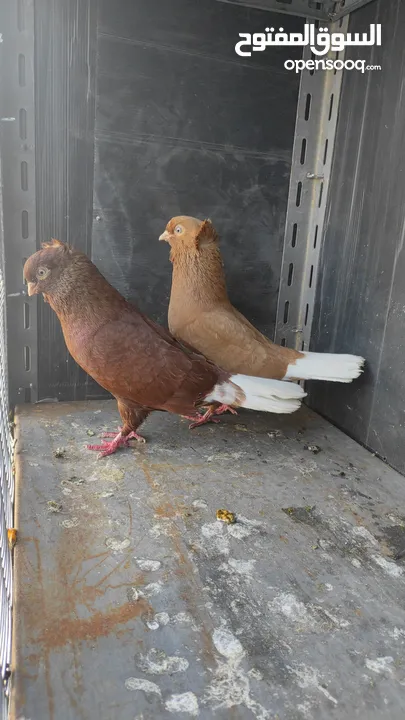 جواز حمام للبيع