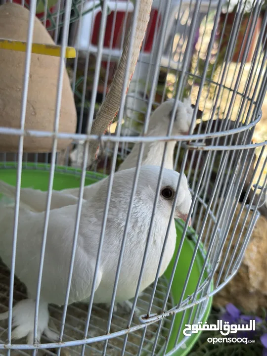 جوز حمام مكاوي ابيض عراقي نظيف