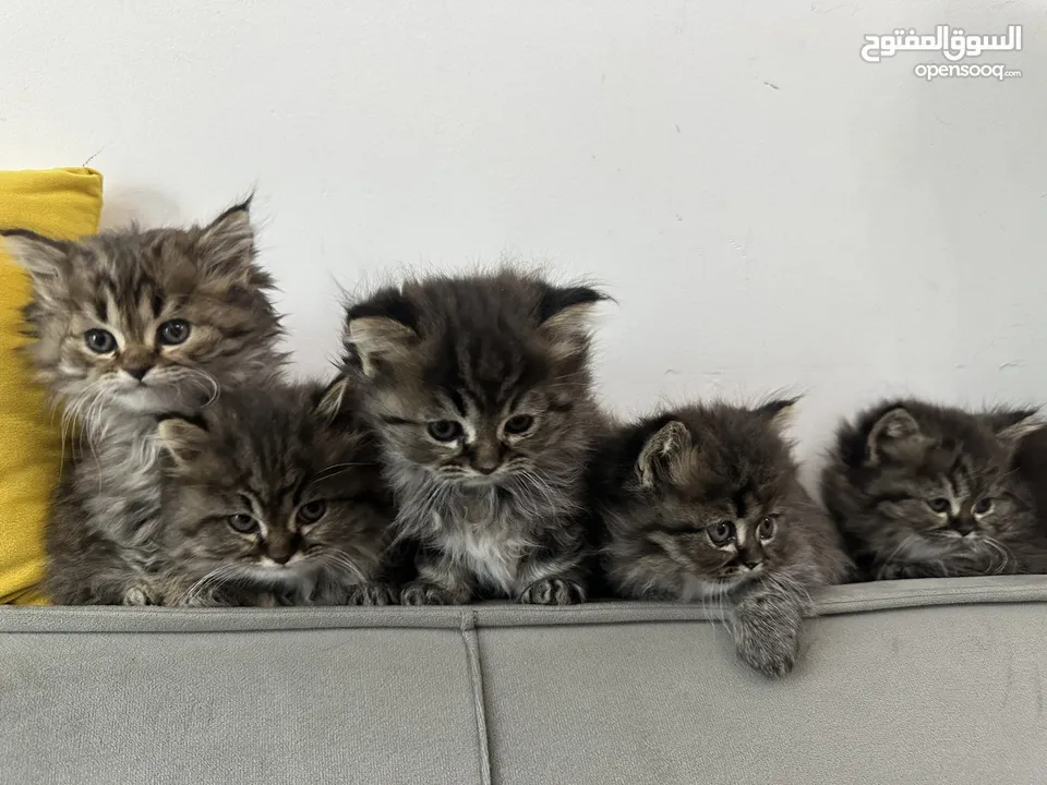 Siberian / Turkish angora