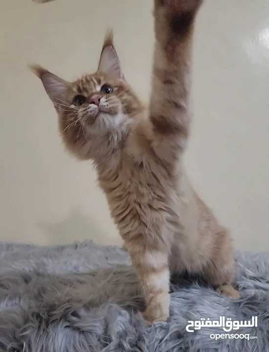 MAINCOON KITTEN 5 MONTHS