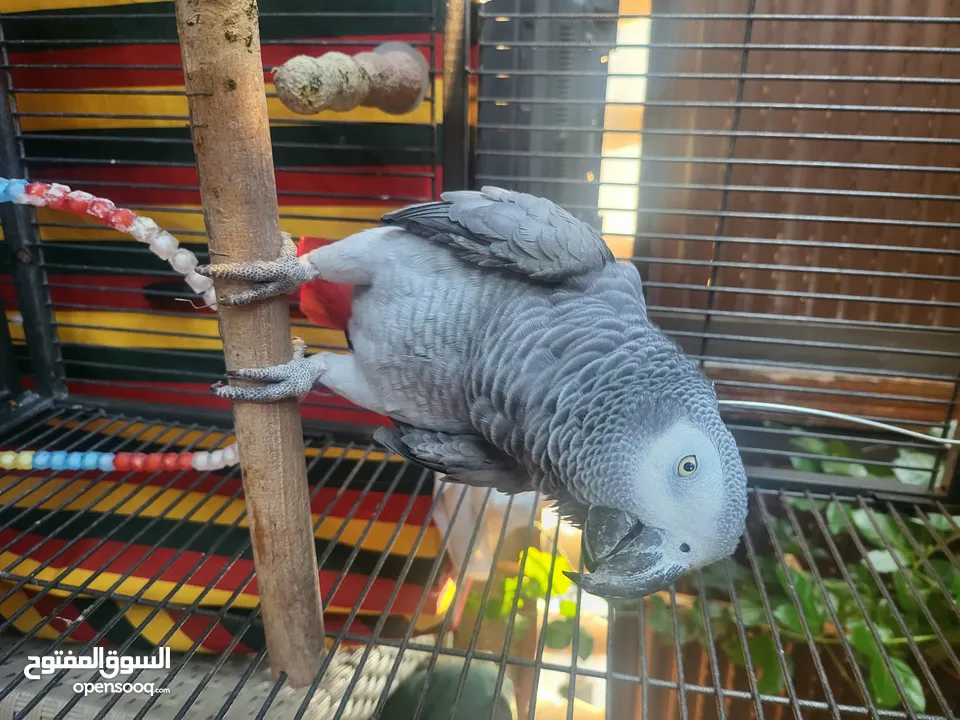 ببغاء كاسكو أليف متكلم بطلاقة