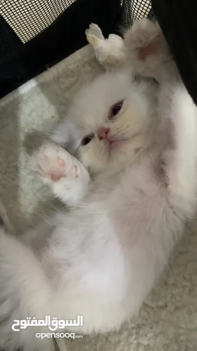 Scottish fold 2 months old kittens