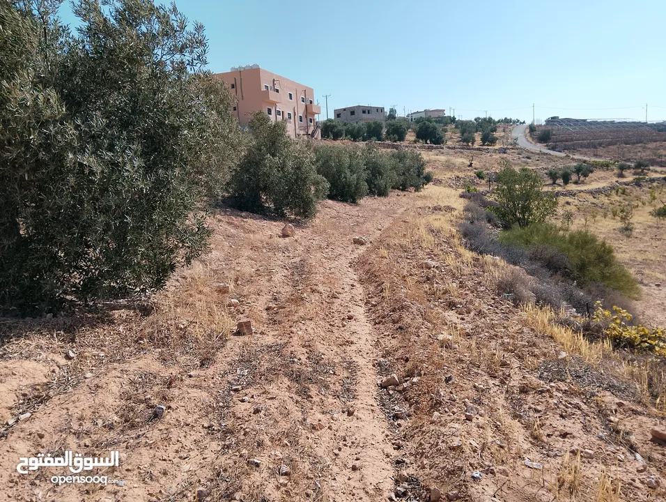 لقطة ؛ أرض زراعية مع غرفة على حدود الطفيلة والكرك ، تصلح للاستثمار كمزرعة سياحية أو منتجع سياحي