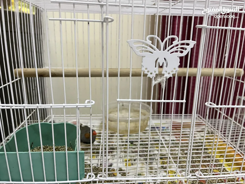 Australian Zebra finch and 2 Parrots  both come with separate cage