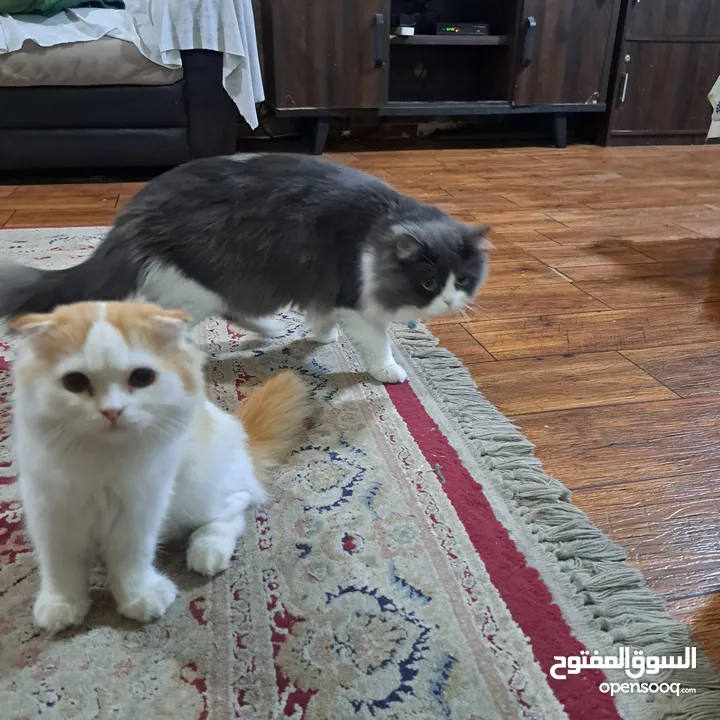 persian cats for adoption