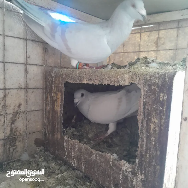 جواز حمام بصلاه على النبي