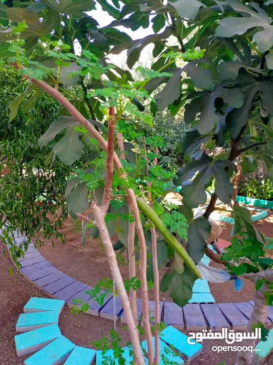 شتلات المورينجا الوفيرا الهندية الاصل شجرة الكنز وشجرة الحياة صيدلية متكاملة في المنزل