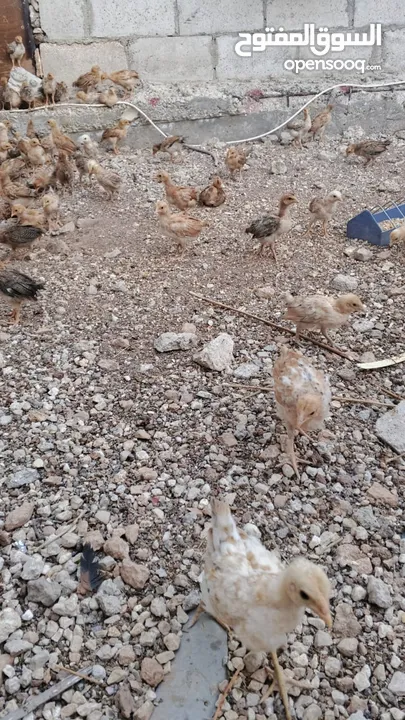 دجاج بلدي نظافة وصحة