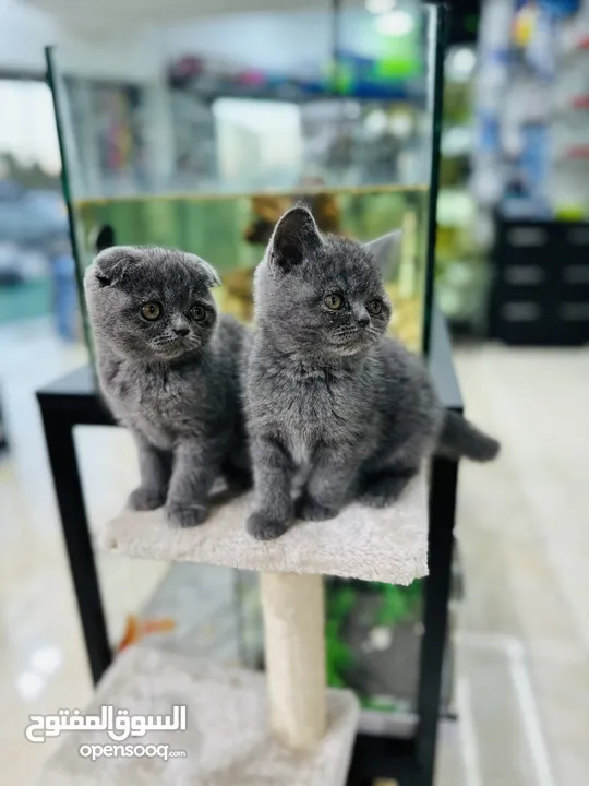 كتن سكوتش فولد وستريت عمر شهرين مستوى عالي