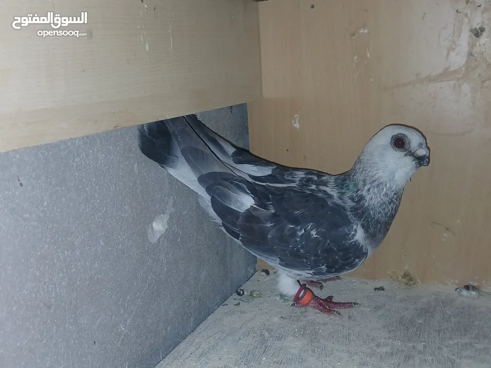 جواز شغاله