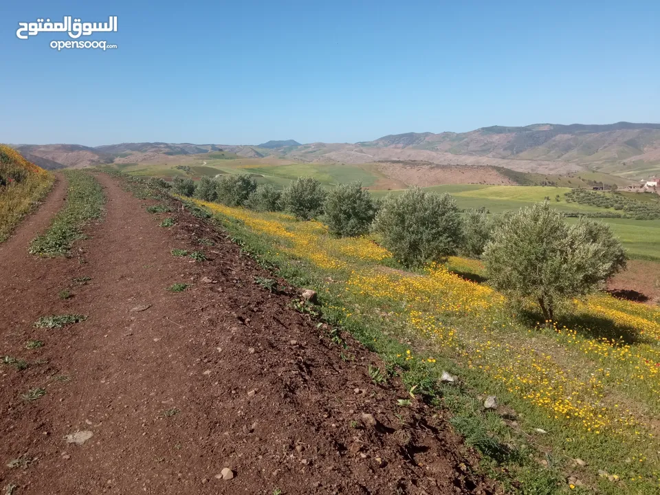 أرض فلاحية محفضة للبيع جهة مكناس الحاجب