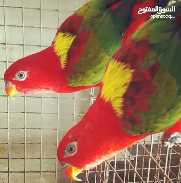 فروخ ببغاء لوري الليفه