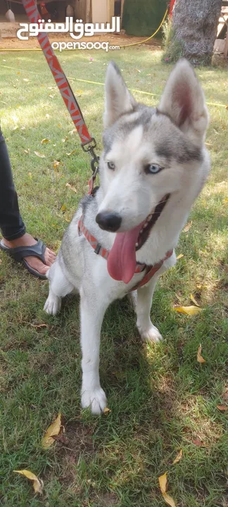 Pure Siberian husky female one year