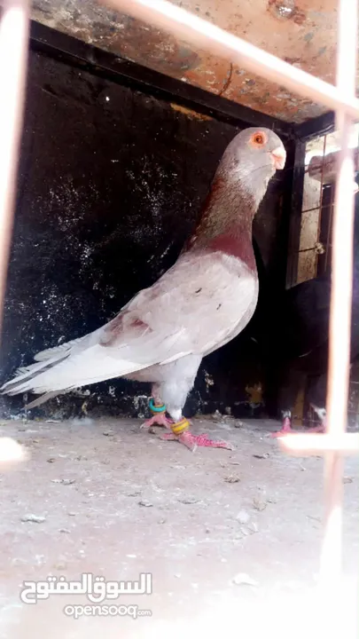 جواز حمام للبيع