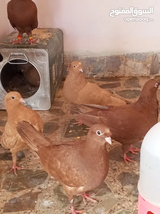 حمام كش خمس حبات