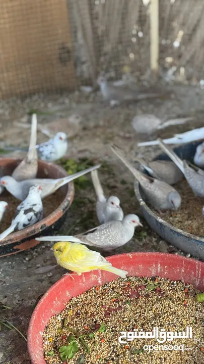 Dove bird pigeon دوف مكس للمهتمين للتربية منتج