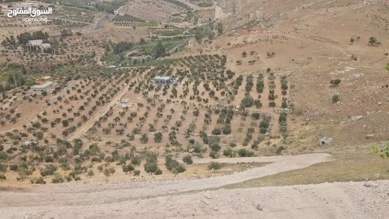 11 دونم للبيع في ماحص نزول وادي شعيب
