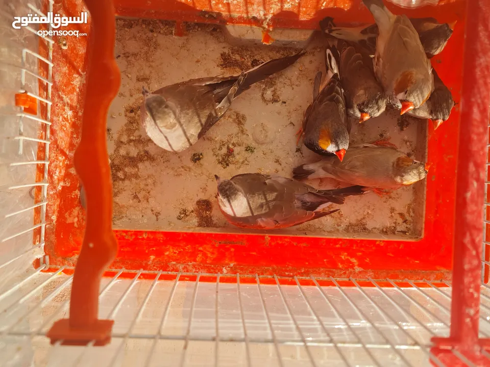 متاح جوزين جاوا مخاليف بايد لون ابيض والمنيوم وجوز لون اسود