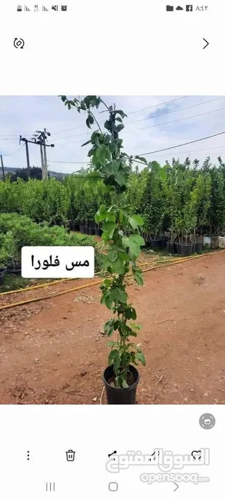 مشاتل السهل الاخضر الزراعيه تنسيق حدائق ومزارع