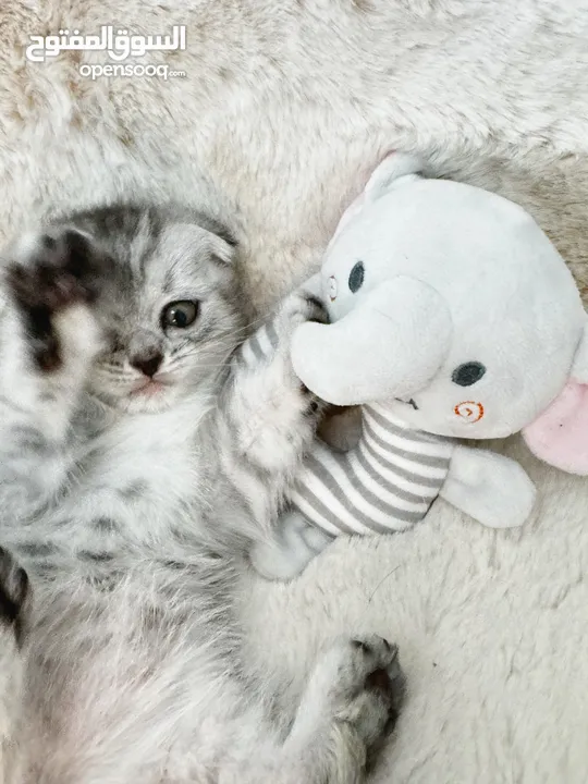 Scottish fold and Straight kittens