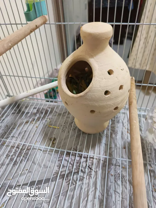 8 Beautiful and Healthy Zebra Finches with Large Spacious Cage Full Set for Sale :)