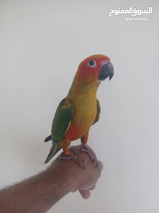 Sun Conure  Hand  Termed  Chicks