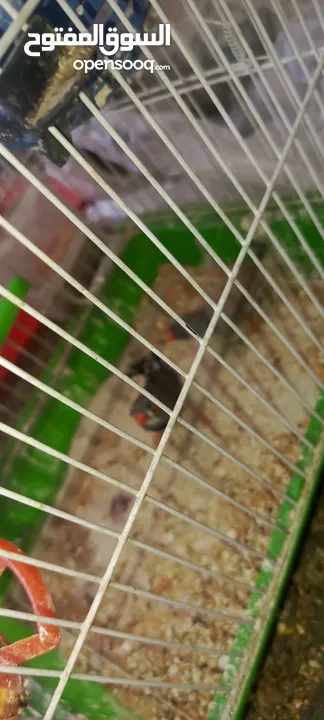 جوز جنه جوز حب جوز كنار جوز كوكتيل  (اقرا الوصف ضروري)
